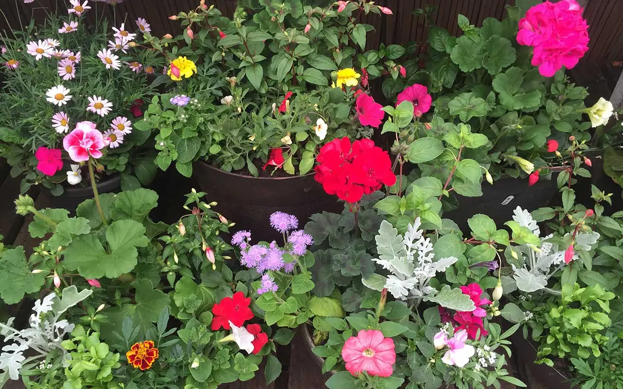 planting-3